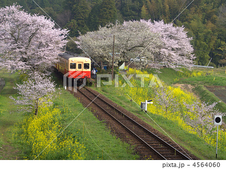 春の小湊鉄道 飯給 いたぶ 駅 桜満開の写真素材