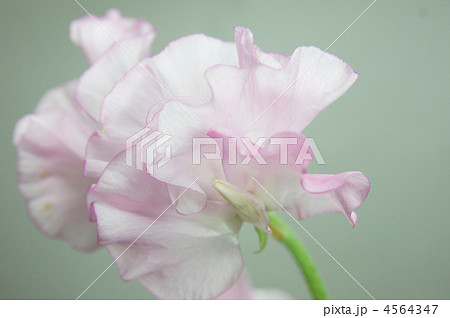 スイートピーの花 4564347
