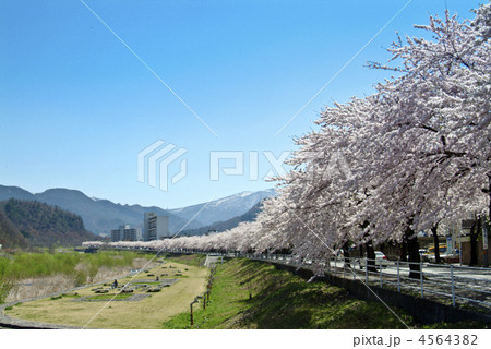 馬見ヶ崎川河畔の桜 4564382