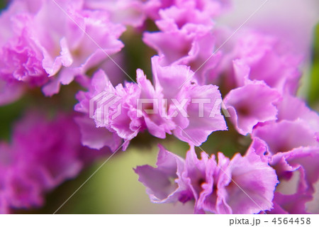 ピンク色のスターチスの写真素材