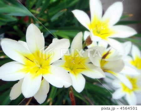 トリトニア・クロカタ トリトニア・クロカタ 4564501