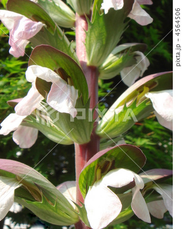 アカンサス アカンサス 4564506