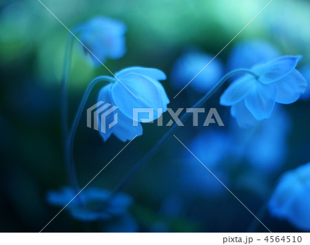 シュウメイギク：秋明菊（白・一重） 4564510