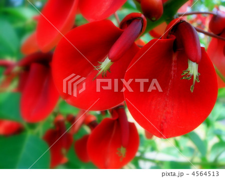 アメリカデイゴ（カイコウズ：海紅豆） 4564513