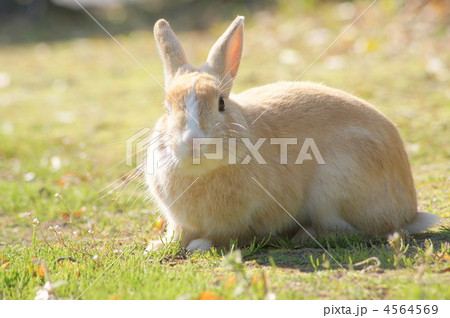 うさぎ 正面顔 の写真素材