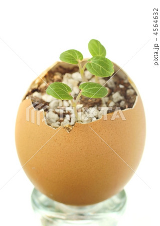 芽生え 4564632