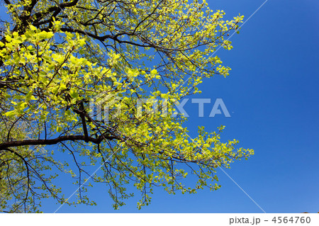 皇居の半蔵濠沿いの街路樹のユリノキの若葉と青空の写真素材