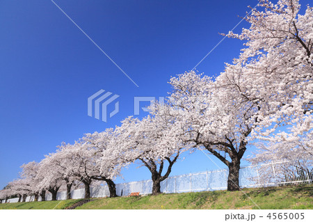 佐奈川の桜 4565005
