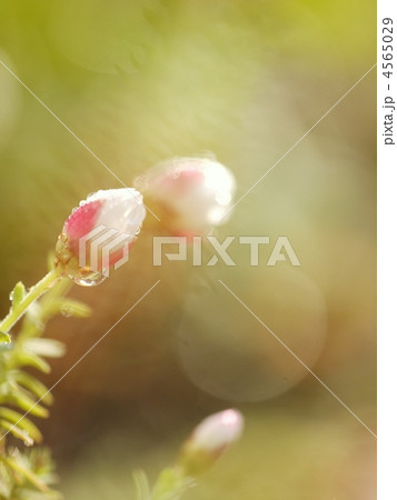 朝露に霞む花かんざしの蕾 4565029