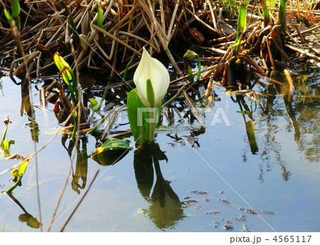 ミズバショウ 4565117