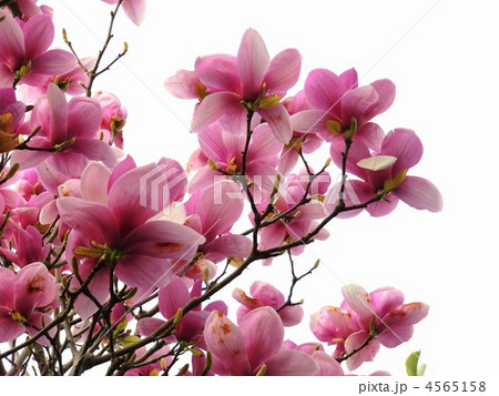 モクレン 4565158