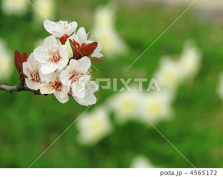 ベニスモモの花 4565172