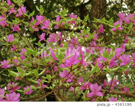 ヤマツツジ 4565190
