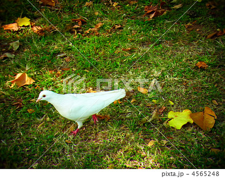 白い鳩（トイカメラ風） 4565248