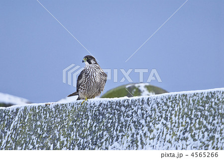 ハヤブサ 4565266