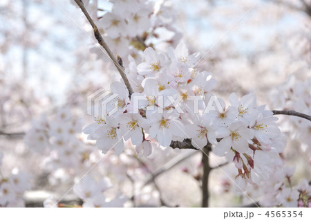 満開のソメイヨシノ 4565354