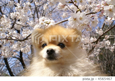 ぽんたのお花見 2012-1 4565467