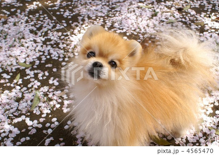 ぽんたのお花見 2012-2 4565470