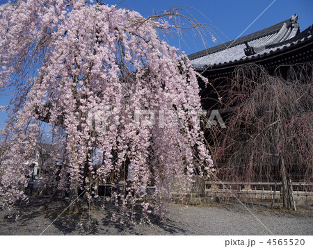京都立本寺の満開の桜 4565520