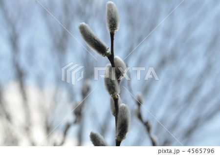 ねこやなぎ 4565796