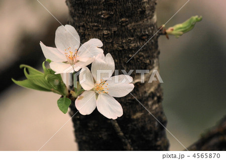 伊那小沢の春 4565870