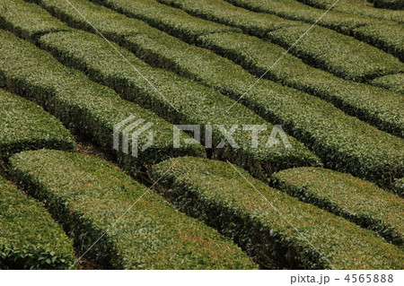 茶畑 4565888