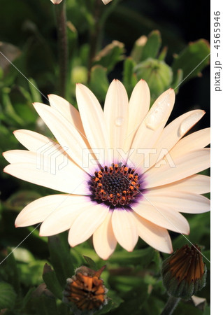 オステオスペルマム オステオスペルマム 4565946