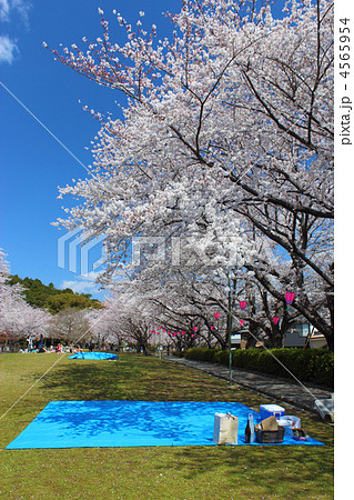 春の蒲郡市中央公園 春の蒲郡市中央公園 4565954