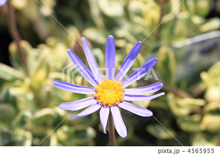 班入りブルーデージー 班入りブルーデージー 4565955