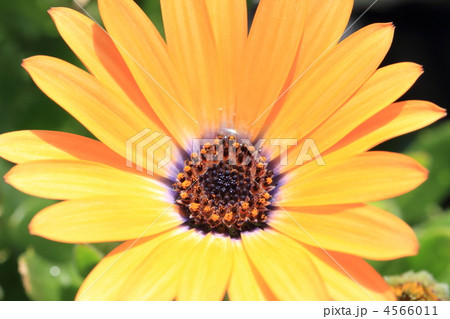 オステオスペルマム 4566011