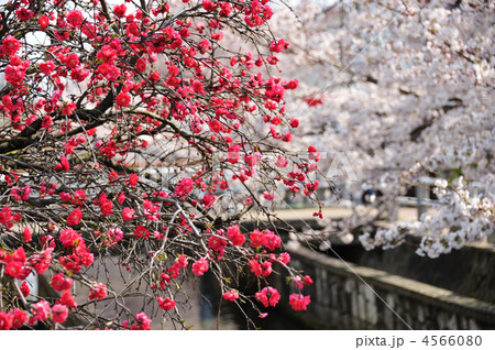 住宅街の赤い桜の写真素材