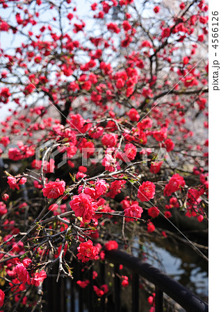 住宅街の赤い桜の写真素材