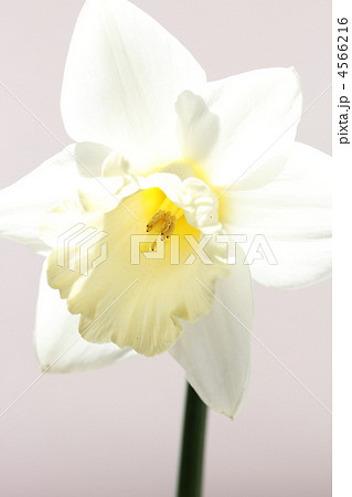 ラッパスイセン ラッパスイセン 4566216