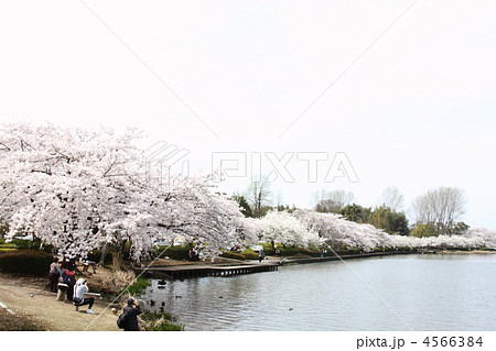 千波湖の桜 4566384