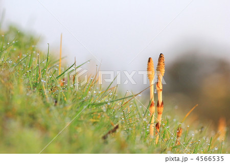 つくし つくし 4566535