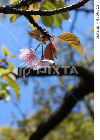 寒桜・春の陽をうけて 4566615