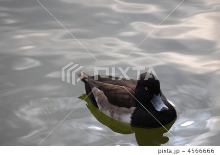 金黒羽白 4566666