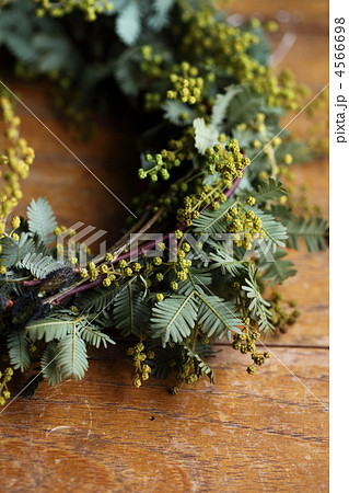 ミモザ ミモザ 4566698