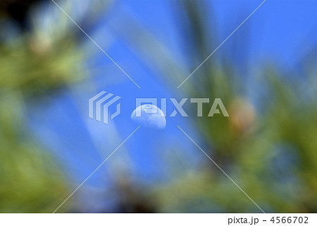 上弦の月 上弦の月 4566702