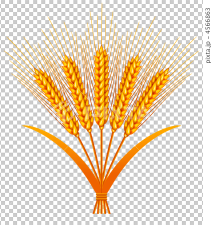 小麦 小麦 4566863