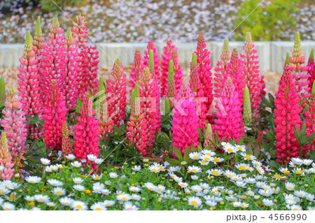 ルピナス(昇藤) ルピナス(昇藤) 4566990