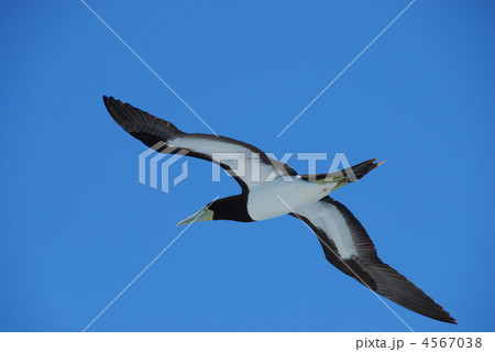 小笠原諸島のカツオドリ 4567038