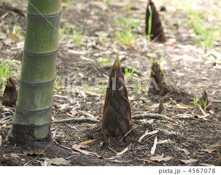 タケノコ タケノコ 4567078