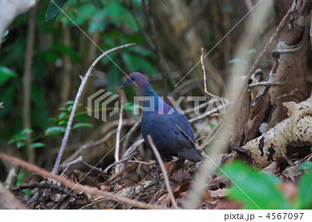 小笠原固有種　アカガシラカラスバト 4567097