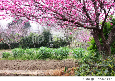 果樹に囲まれた春の菜園 4567347