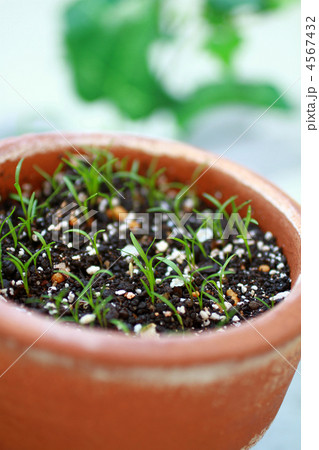 plant001 4567432