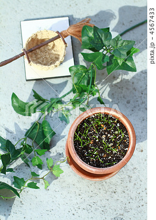 plant002 4567433