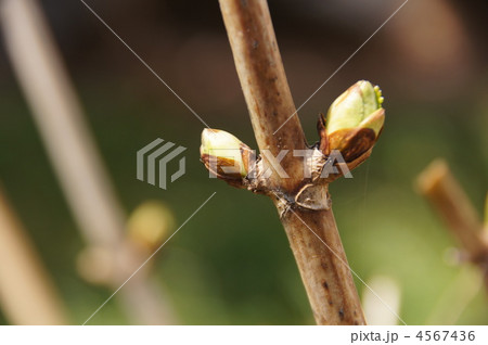 紫陽花 紫陽花 4567436