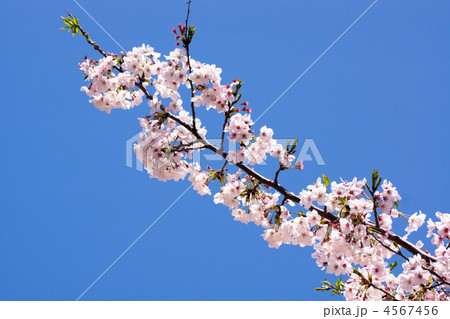 春満開の桜 春満開の桜 4567456