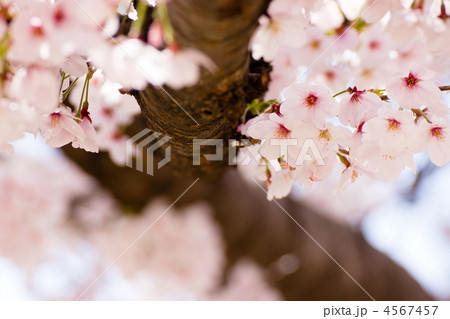 春満開の桜 4567457